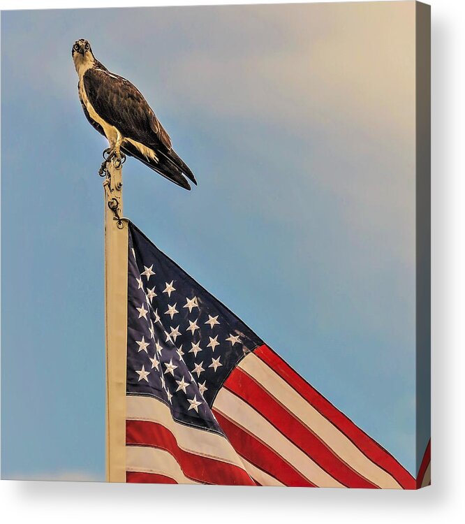 Ospray Bird Feathers Flag Acrylic Print featuring the photograph Osprey10a by John Linnemeyer