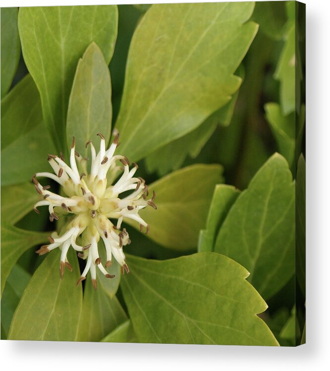 Pachysandra Acrylic Print featuring the photograph Pachysandra - 1 by Jeffrey Peterson