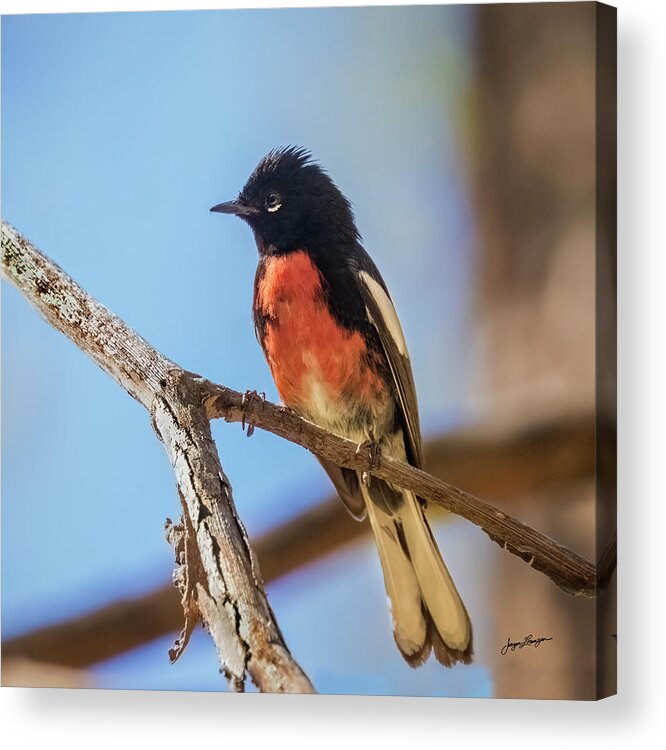 Painted Redstart Acrylic Print featuring the photograph Painted Redstart by Jurgen Lorenzen