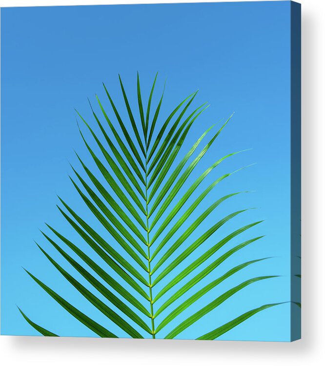 Palm Acrylic Print featuring the photograph Palm Frond Tropical Blue by Laura Fasulo
