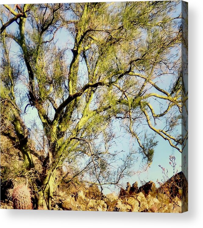 Blue Paloverde Acrylic Print featuring the photograph Palo Verde on Rocky Hillside by Judy Kennedy