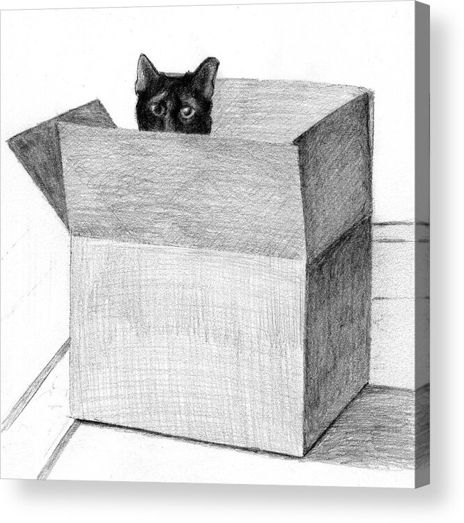 Cat Acrylic Print featuring the drawing Peeking out of the box by Tim Murphy