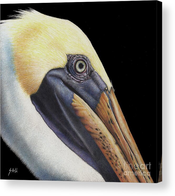 Pelican Acrylic Print featuring the drawing Perfectly Poised by Sheryl Unwin
