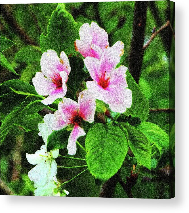 Cherry Blossoms Acrylic Print featuring the photograph Pink Cherry Blossoms by Rod Whyte