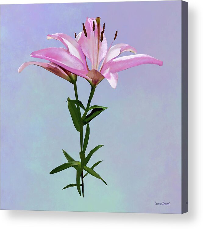 Lily Acrylic Print featuring the photograph Pink Lily Pair by Susan Savad