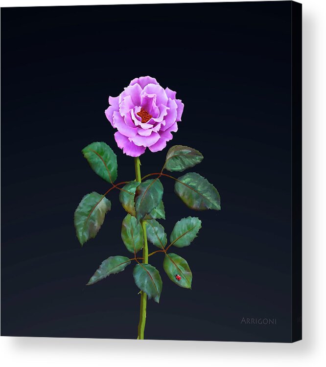 Pink Rose Acrylic Print featuring the painting Pink Perpetual Rose by David Arrigoni