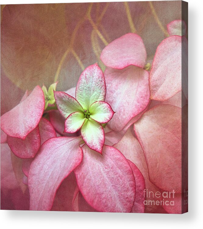 Christmas Tradition Acrylic Print featuring the digital art Pink Poinsettia Textures by Amy Dundon