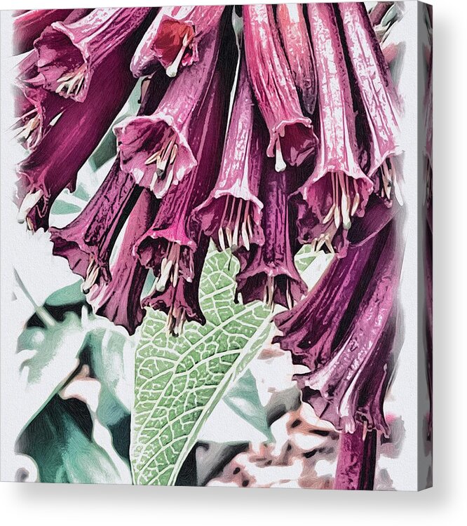 Pitcherplant Purple White Green Leaves Pistils Stripes Sandiego Treesforhealth Sketch Acrylic Print featuring the digital art Pitcherplant by Kathleen Boyles