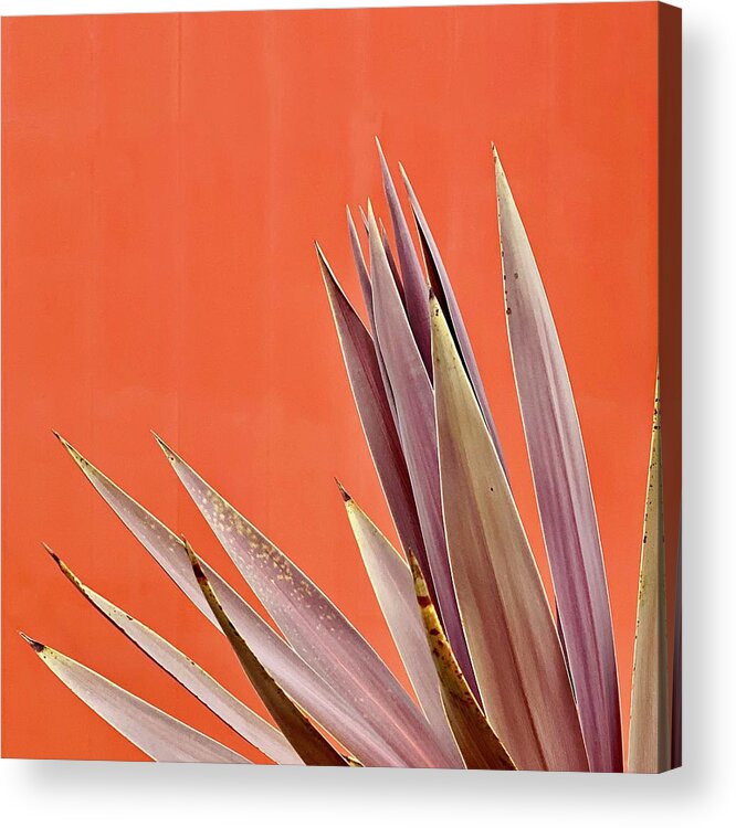  Acrylic Print featuring the photograph Plant On Orange by Julie Gebhardt