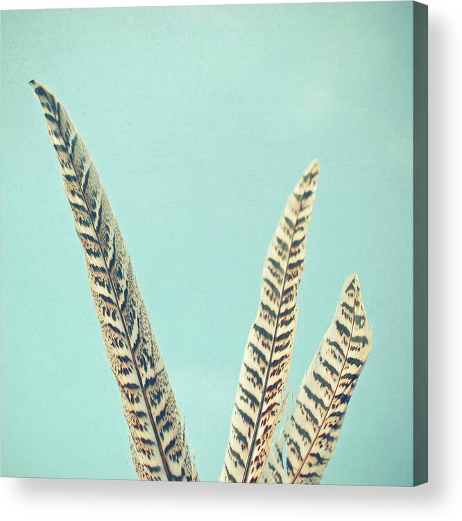 Feathers Acrylic Print featuring the photograph Plumes by Cassia Beck