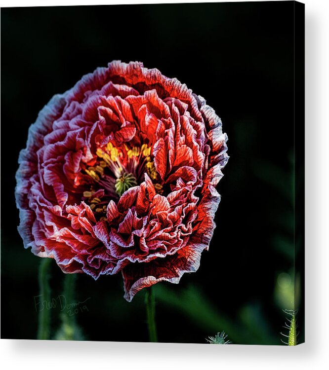 Alaska Acrylic Print featuring the photograph Poppy by Fred Denner