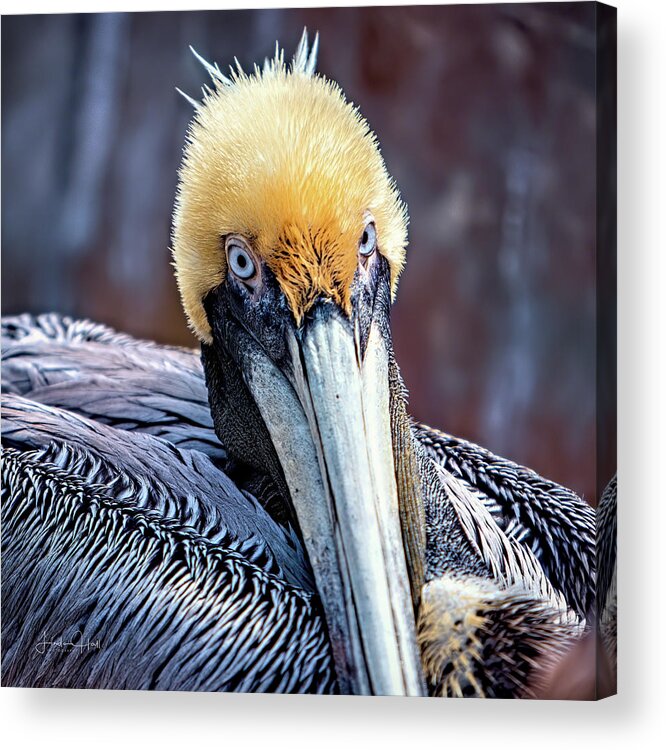 Pelican Acrylic Print featuring the digital art Portrait of a Pelican by Linda Lee Hall