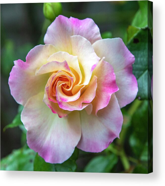 Flower Acrylic Print featuring the photograph Pretty Rose by Cathy Kovarik
