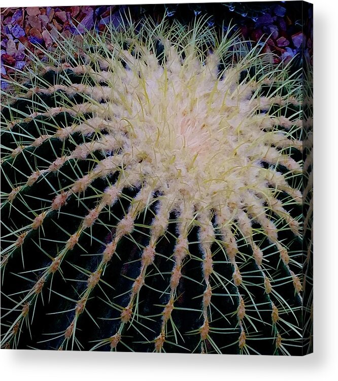 Cactus Acrylic Print featuring the photograph Prickly by Kerry Obrist