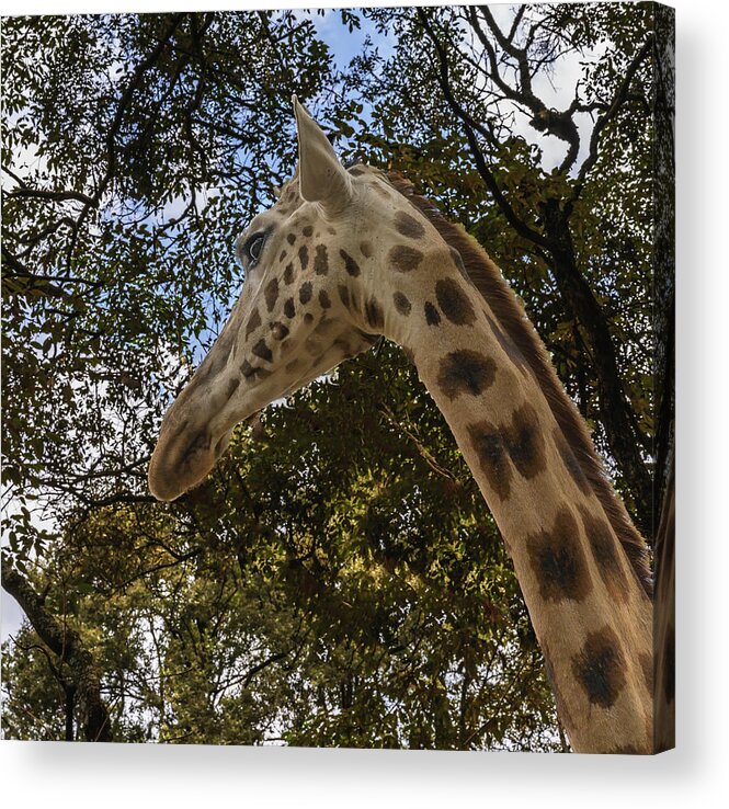 Africa Acrylic Print featuring the photograph Profile of a Giraffe by Laura Hedien