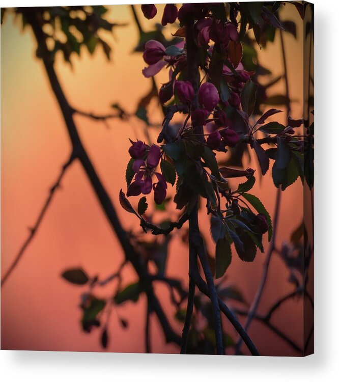 Purple Acrylic Print featuring the photograph Purple Flowering Tree at Sunset by Jason Fink