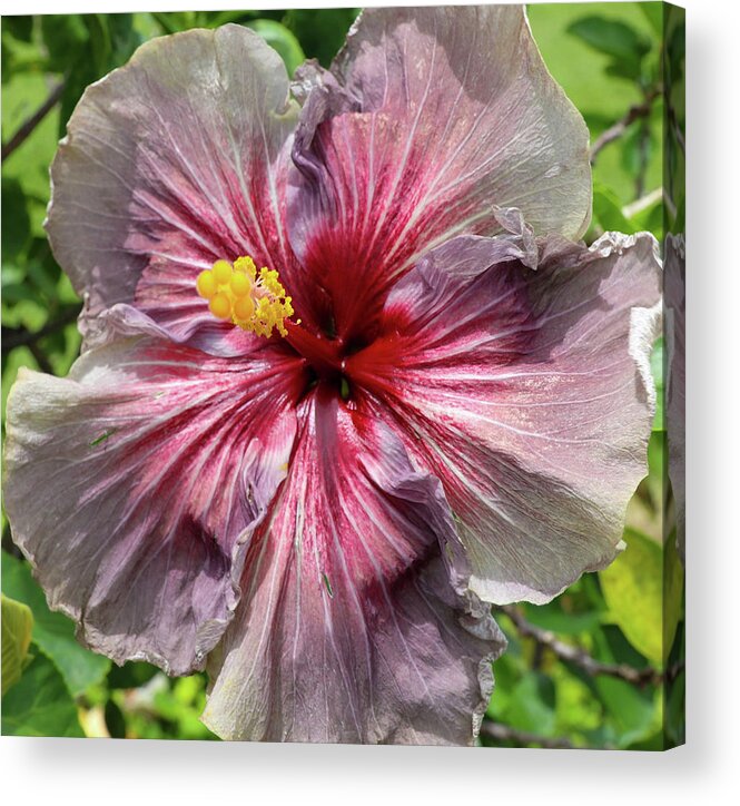 Hibiscus Acrylic Print featuring the photograph Purple Midnight by Tony Spencer