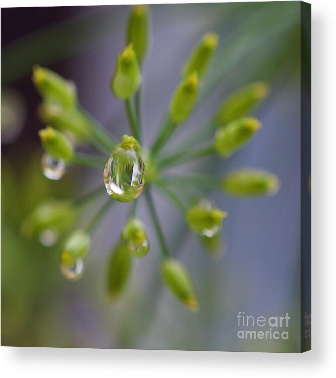 Raindrop Acrylic Print featuring the photograph Rain Drop On Dill Flower by Laura Forde
