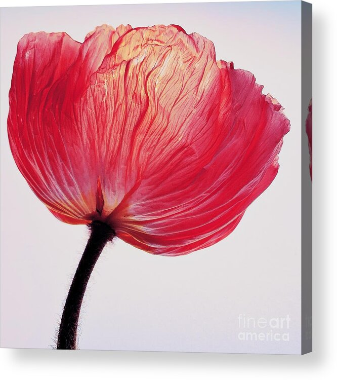 Christinemignon Acrylic Print featuring the photograph Red Poppy by Christine Mignon