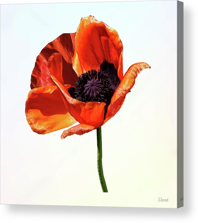 Poppy Acrylic Print featuring the photograph Red Poppy in Sunshine by Susan Savad