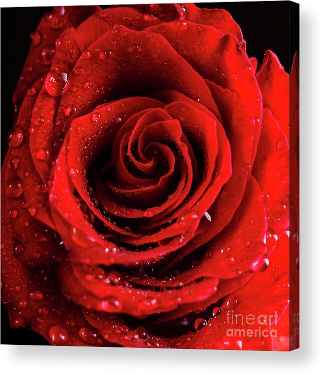 Rose Acrylic Print featuring the photograph Red Rose Bud with water drops by Jelena Jovanovic