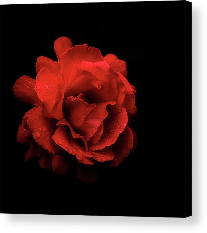 Rose Acrylic Print featuring the photograph Red Rose by Philippe Sainte-Laudy