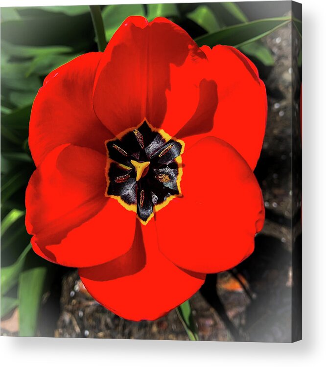 Floral Acrylic Print featuring the photograph Red Tulip by Jim Feldman