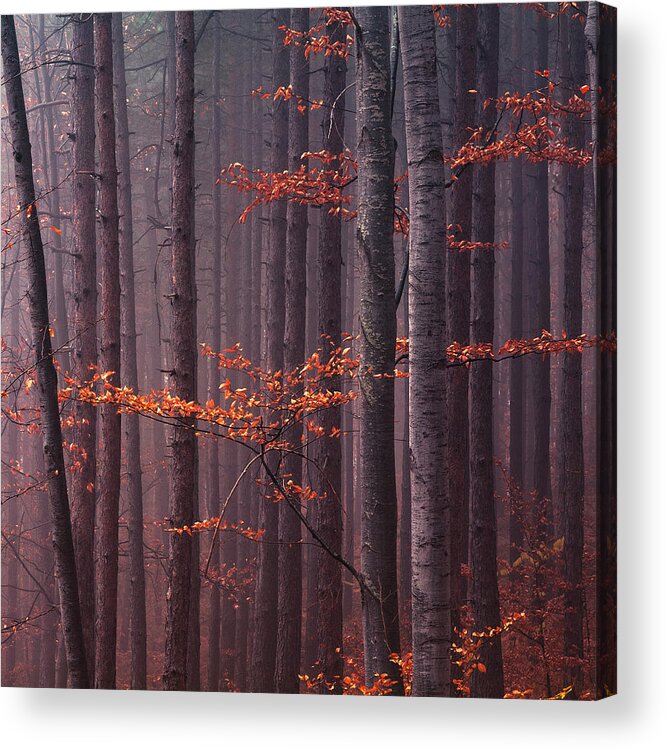 Mountain Acrylic Print featuring the photograph Red Wood by Evgeni Dinev