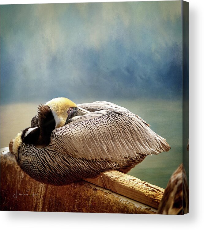 Pelican Acrylic Print featuring the digital art Resting Pelican by Linda Lee Hall