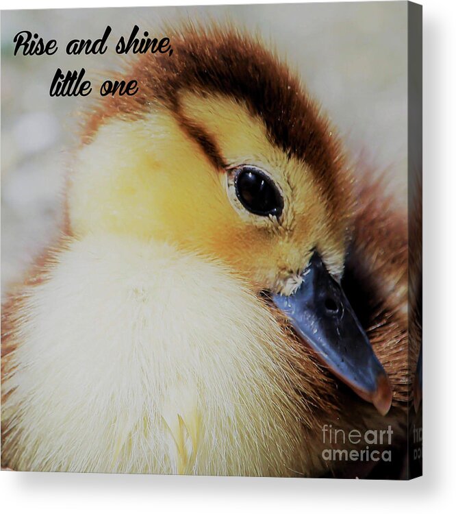 Duckling Acrylic Print featuring the photograph Rise and shine, little one by Joanne Carey