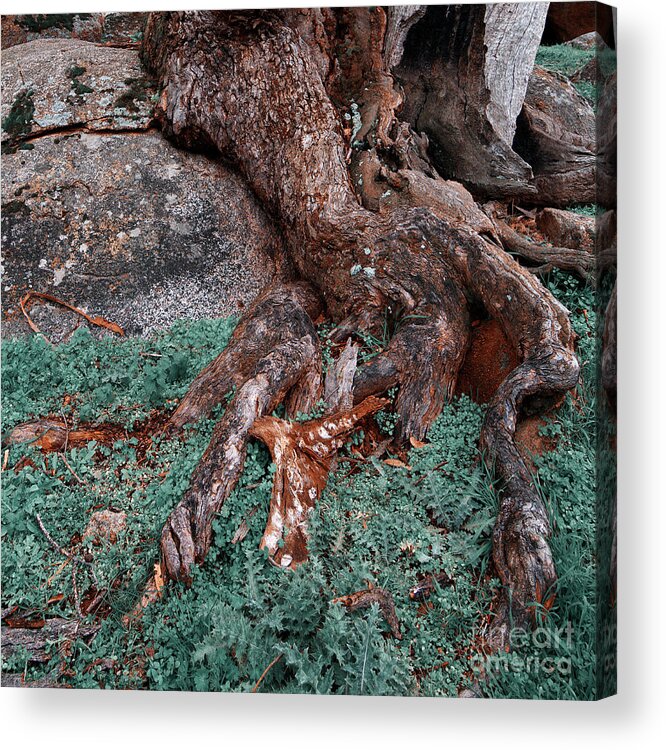 Tree Acrylic Print featuring the photograph Roots by Russell Brown