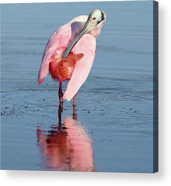 Roseate Spoonbill Acrylic Print featuring the photograph Roseate Spoonbill 5 by Mingming Jiang