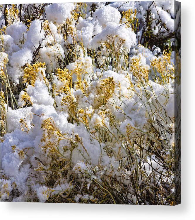 Sagebrush Acrylic Print featuring the photograph Sagebrush covered by snow, Utah by Tatiana Travelways