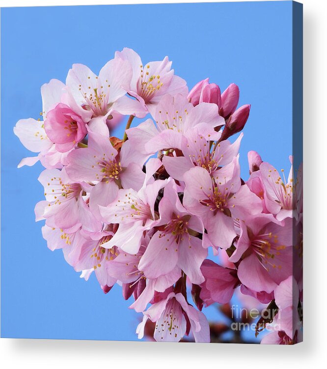 Japanese Cherry Blossom Acrylic Print featuring the photograph Sakura by Scott Cameron