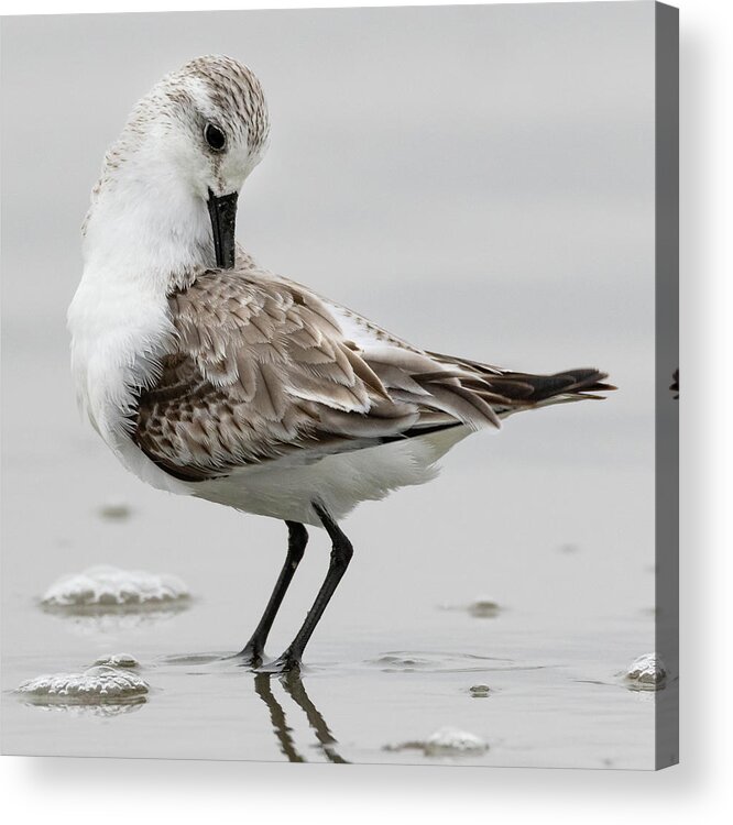 Semi-palmated Sandpiper Acrylic Print featuring the photograph Sand Piper by Jim Miller