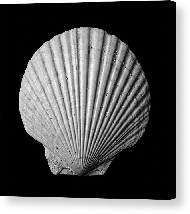 Sea Shell Acrylic Print featuring the photograph Scallop Seashell by Jim Hughes