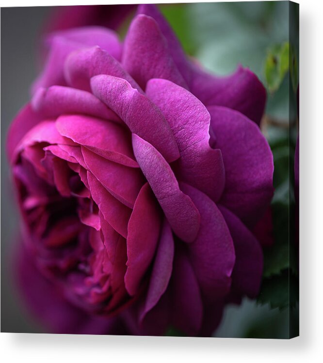 Macro Acrylic Print featuring the photograph Scent of a Rose by Laura Macky