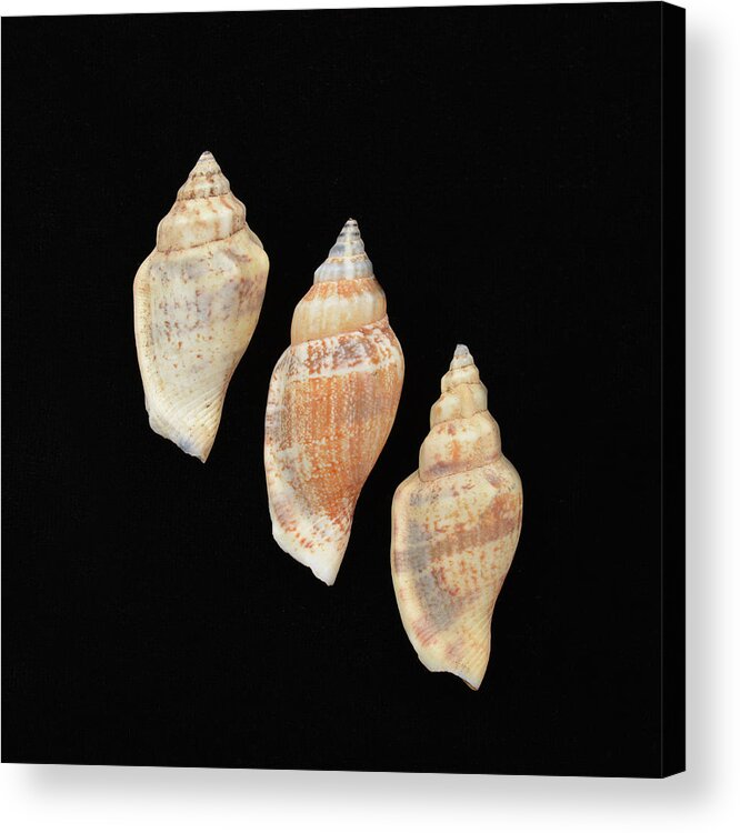 Fine Art Acrylic Print featuring the photograph Sea Shells Study 3 by Lea Rhea Photography