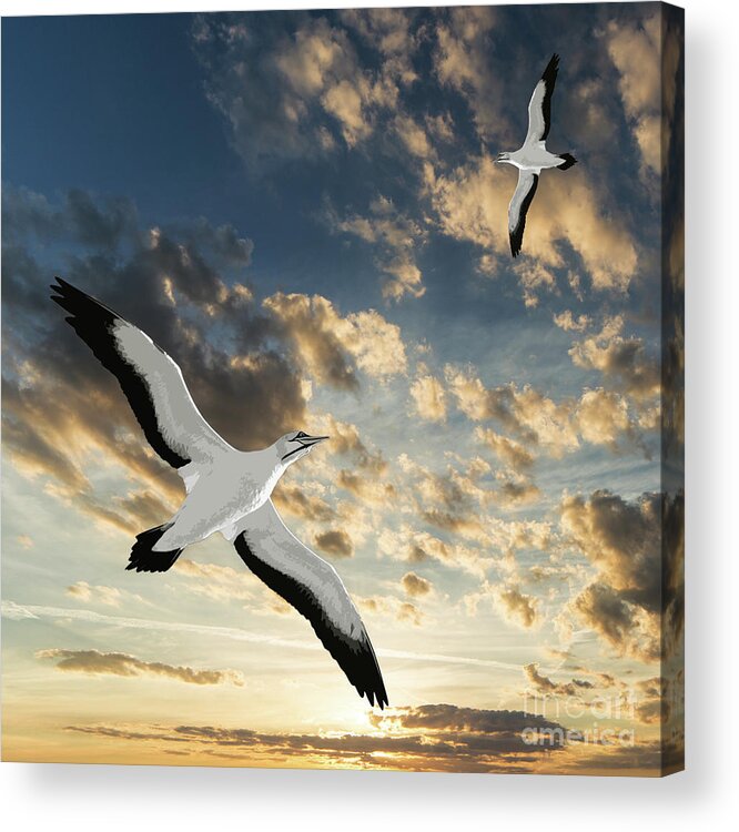 Digital Art Acrylic Print featuring the digital art Seagulls At Sunset by Phil Perkins