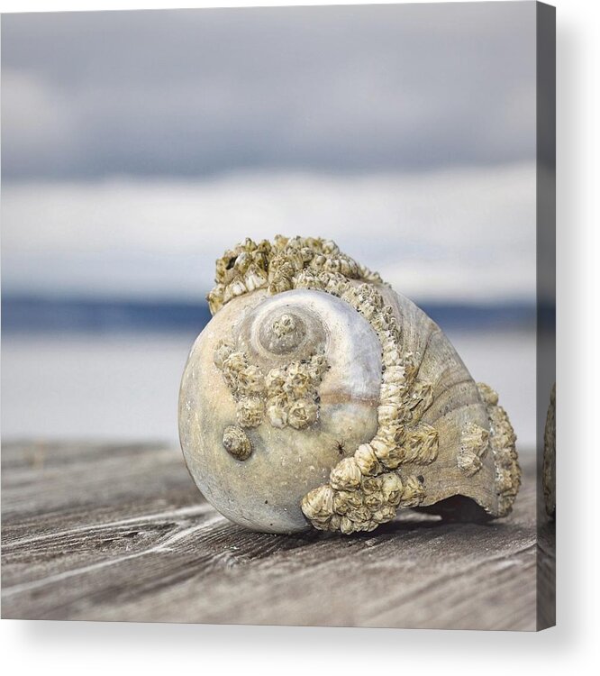 Shell Acrylic Print featuring the photograph Seashell 1 by Carol Jorgensen