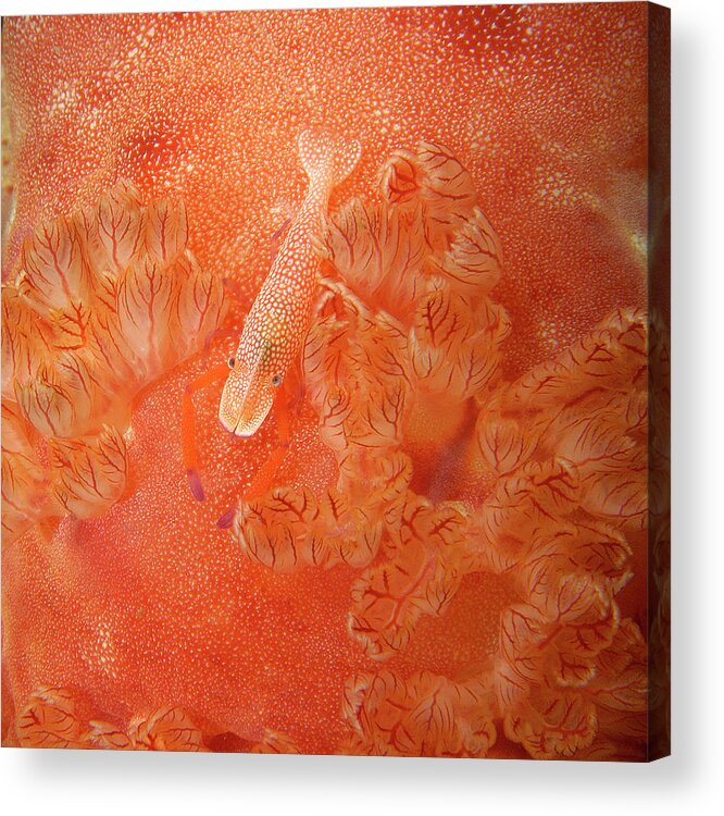 Red Acrylic Print featuring the photograph Shrimp on nudibranch by Artesub