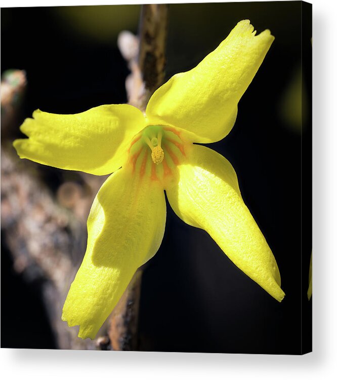 Forsythia Acrylic Print featuring the photograph Single Bloom by Steven Nelson