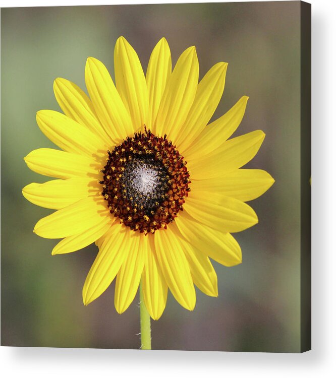 Nature Acrylic Print featuring the photograph Single Susan Squared by Alycia Christine