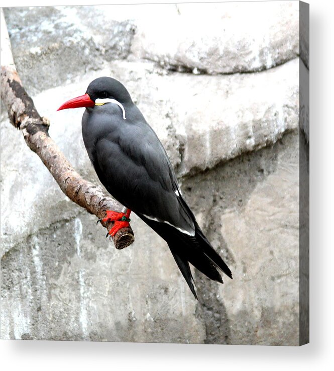 Birds Acrylic Print featuring the photograph Sitting Pretty by Jean Wolfrum