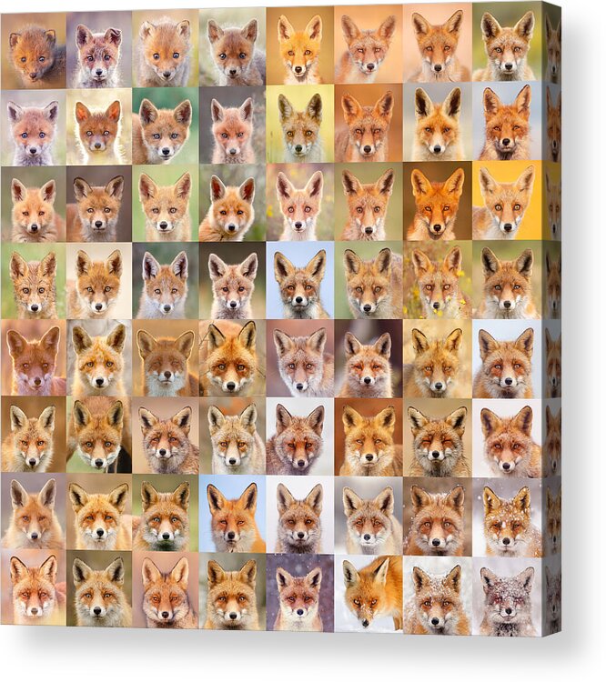 Fox Face Acrylic Print featuring the photograph Sixty Four Foxy Faces - Portraits of red foxes by Roeselien Raimond