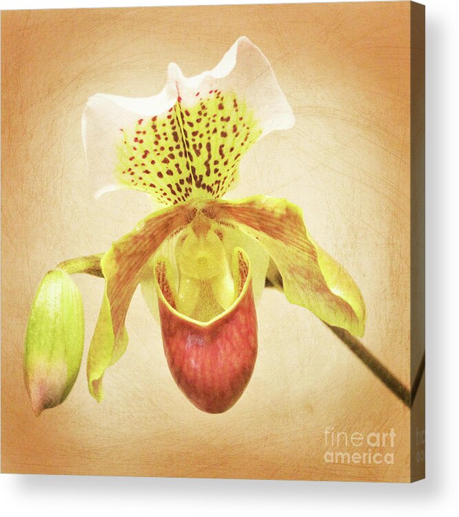 Orchid; Orchids; Slipper Orchid; Flowers; Flower; Floral; Flora; Red; Yellow; Red Orchid; Red Flowers; Brown; Digital Art; Photography; Painting; Simple; Decorative; Décor; Macro; Close-up Acrylic Print featuring the photograph Slipper Orchid by Tina Uihlein