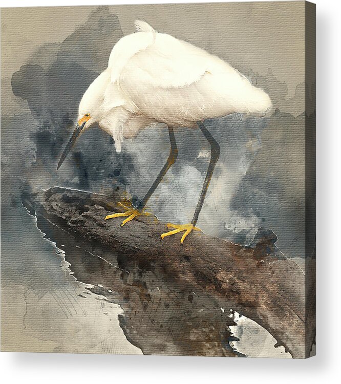 Egret Acrylic Print featuring the photograph Snowy Egret Watercolor by Gordon Ripley