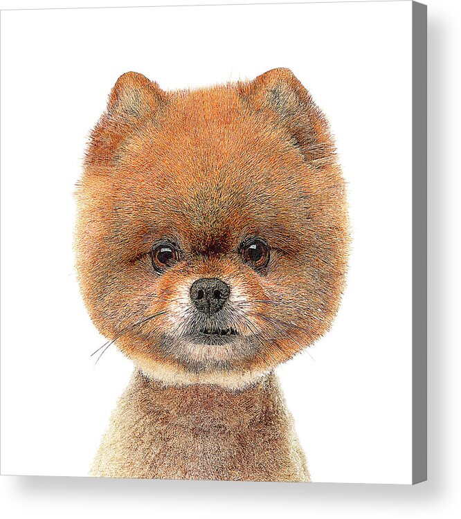 Pomeranian Acrylic Print featuring the painting So Adorable and Cute, Pomeranian Dog by Custom Pet Portrait Art Studio