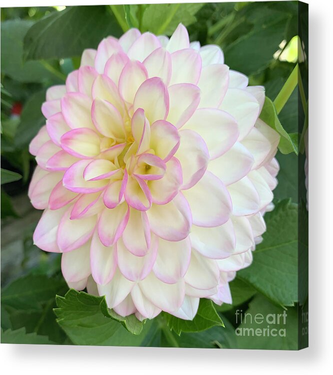 Floral Acrylic Print featuring the digital art Soft Pink, Yellow And White Dahlia Bloom by Kirt Tisdale
