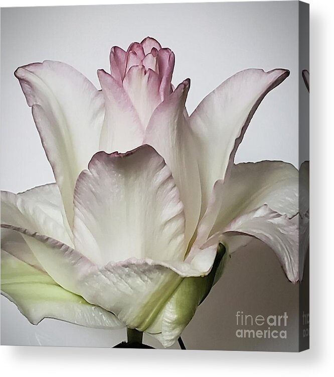 Art Acrylic Print featuring the photograph Rose Lily by Jeannie Rhode